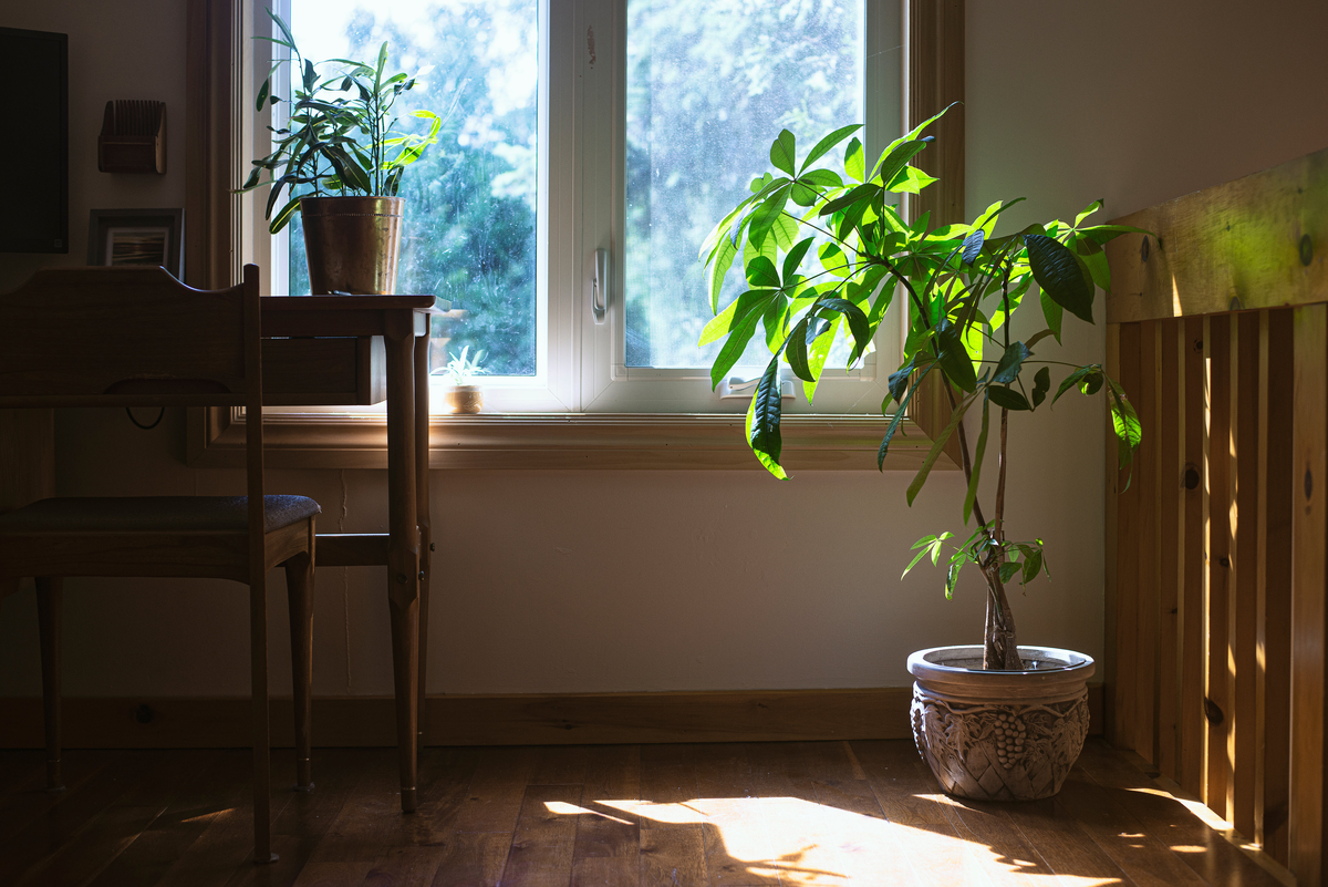 house plant near window